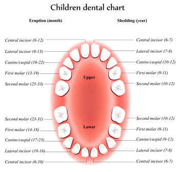 Tooth Eruption Chart - Pediatric Dentist in Ridgecrest, CA